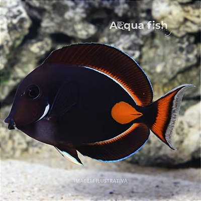 Achilles Tang