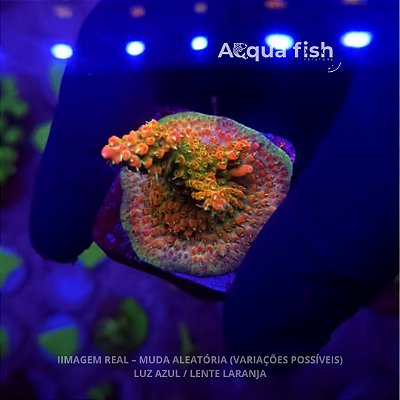 Acropora Divaricata Interstellar M