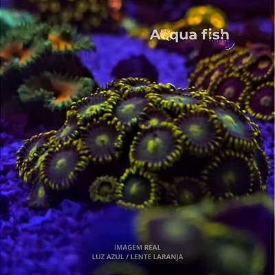 Zoanthus Bahama Blue