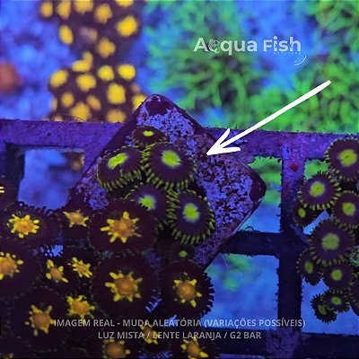 Zoanthus (Sem ID) - B