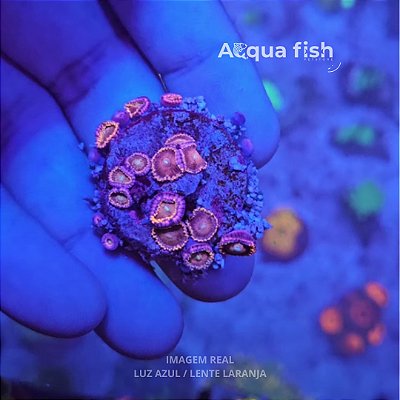 Zoanthus (Sem ID) - M