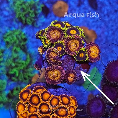 Zoanthys Eye of Rah + Palythoa Pandora