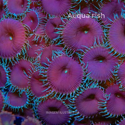 Palythoa Purple Death
