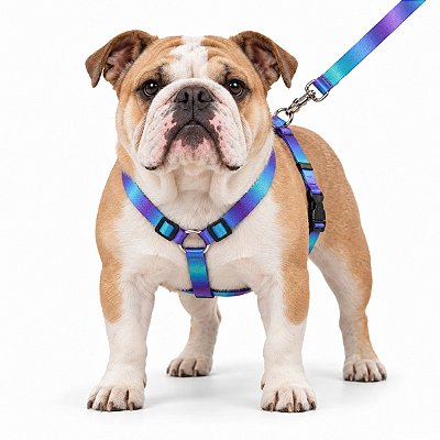 Peitoral Tipo H com Guia para Cães Médios VIP 1 | Confortável e Seguro | Luna Lua