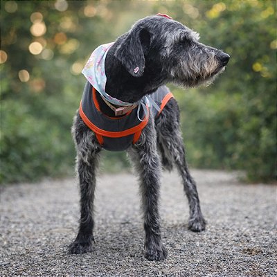 Roupa Pós-Cirúrgica para Cachorro - Proteção Conforto e Higiene - ZenPet