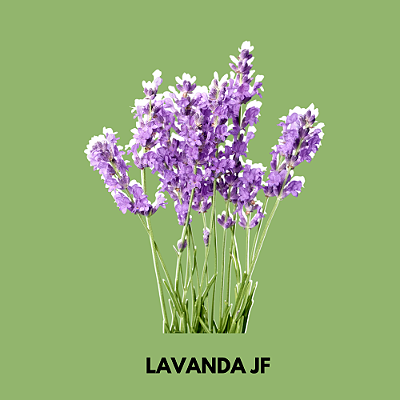 Essência Lavanda JF