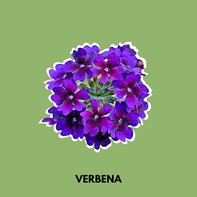 Essência Verbena 100 ml