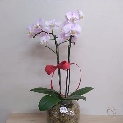 Orquídea no Vidro