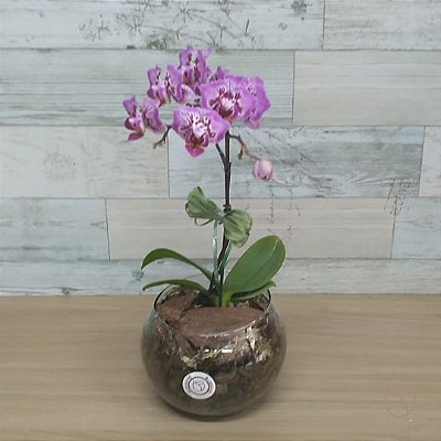 Mini Orquídea no Pote