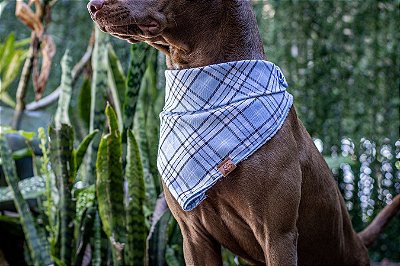 Bandana Magia para Pet - BenDog - Seu Pet Estiloso