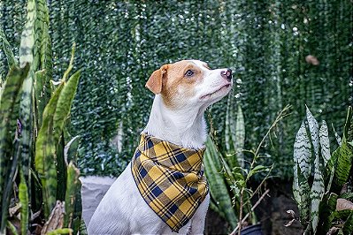 Bandana Vintage para Pet