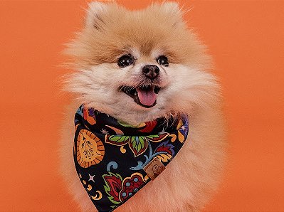 Bandana para Pet - Zodíaco