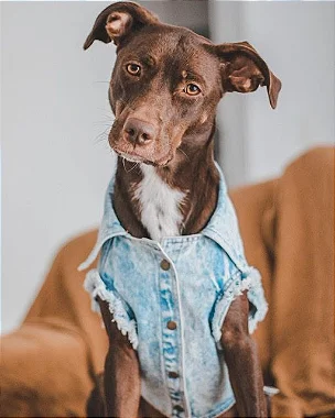 Jaqueta Jeans Destroyed para Cachorro
