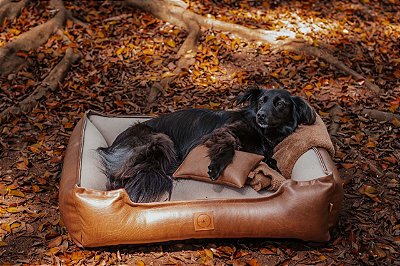 cama para cachorro texas