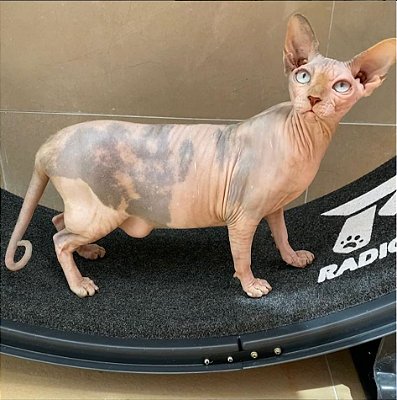 Roda de exercícios para gatos RADICALPET