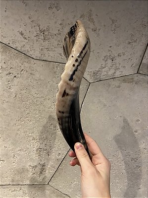 Shofar de Carneiro - Direto de Israel | Modelo B1