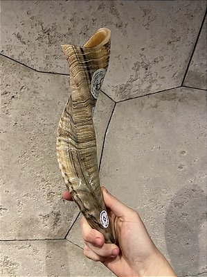 Shofar de Carneiro - Direto de Israel B3
