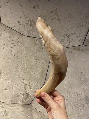 Shofar de Carneiro - Direto de Israel | Modelo B4