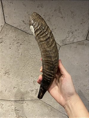 Shofar de Carneiro - Direto de Israel | Modelo B5