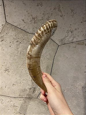Shofar de Carneiro - Direto de Israel | Modelo B8
