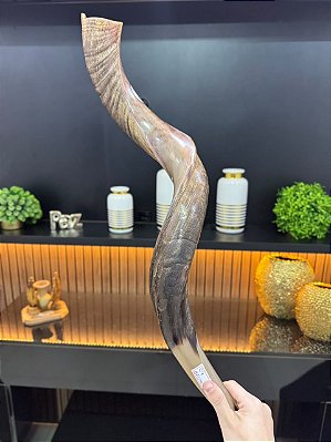 Shofar de Antílope Direto de Israel | Modelo C4 87cm