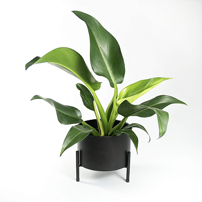 Suporte de Plantas com vaso Slim Humaitá