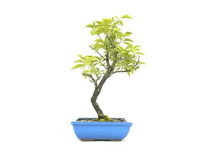 Bonsai Bougainvillea Rosa 7 Anos