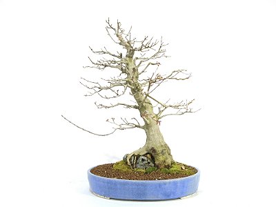 Bonsai Acer Tridente Sobre Rocha 57cm Masterpiece