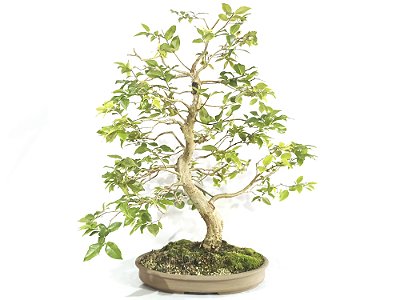 Bonsai Jabuticaba Híbrida 68cm altura Masterpiece