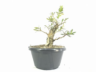 Pré Bonsai Cereja Anã 18cm Altura