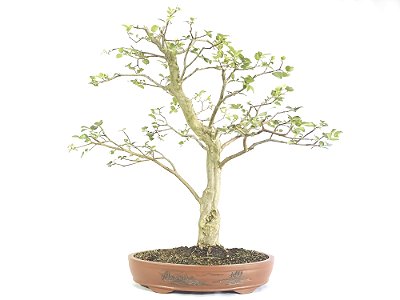 Bonsai Jabuticaba Sabará 69cm altura Masterpiece