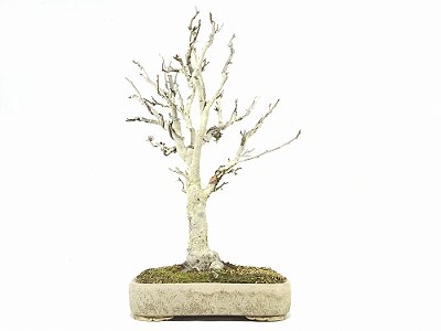 Bonsai Macieira anã 41cm altura Masterpiece