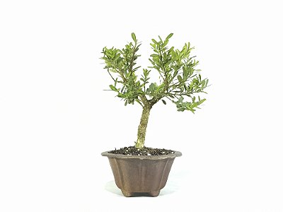 Bonsai Buxus Harlandii Altura 16cm