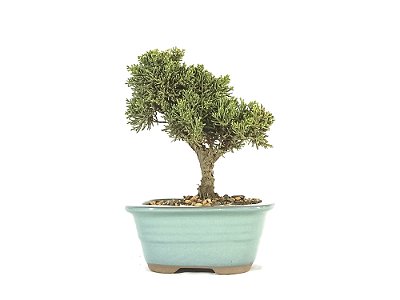 Bonsai Shimpaku Kishu 15cm