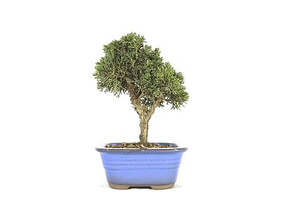 Bonsai Shimpaku Kishu 18cm