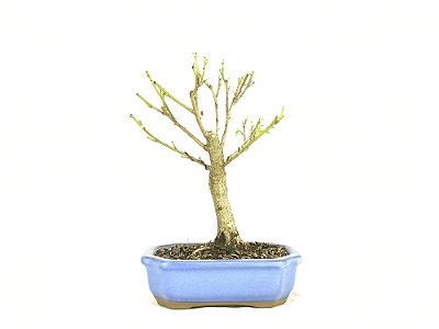 Bonsai Fícus Organensis 6 Anos