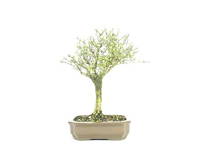 Bonsai  Serissa Rosa 4 anos