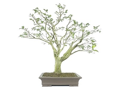 Bonsai Jabuticaba Sabará 18 Anos Masterpiece