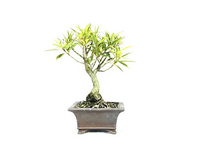 Bonsai Fícus Nerifólia 6 Anos