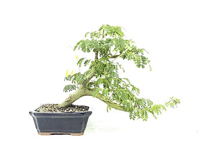 Bonsai Pitheco 7 anos