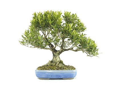 Bonsai Cereja Anã 15 Anos - Masterpiece