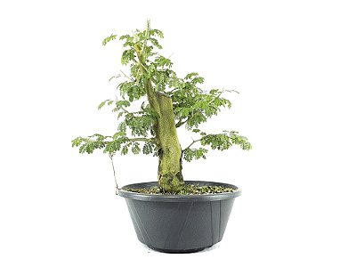 Pre Bonsai Pitheco  11 Anos