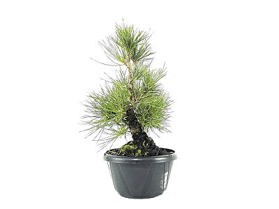 Pré Bonsai Pinheiro Negro 7 Anos