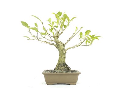 Bonsai Fícus Organensis 10 Anos