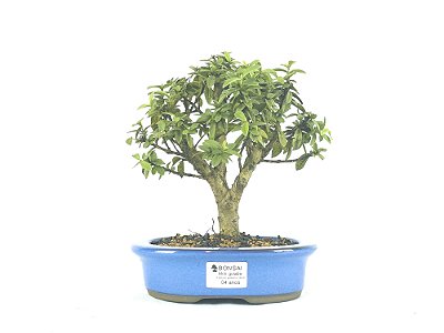 Bonsai Mini Goiaba 4 Anos