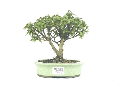 Bonsai Mini Goiaba 4 Anos