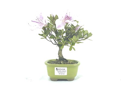 Bonsai Azaléia Satsuki 2 Anos