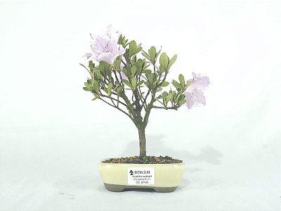 Bonsai Azaléia Satsuki 2 Anos