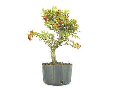 Pré Bonsai Piracanta Vermelha 8 Anos