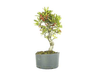 Pré Bonsai Piracanta Vermelha 8 Anos